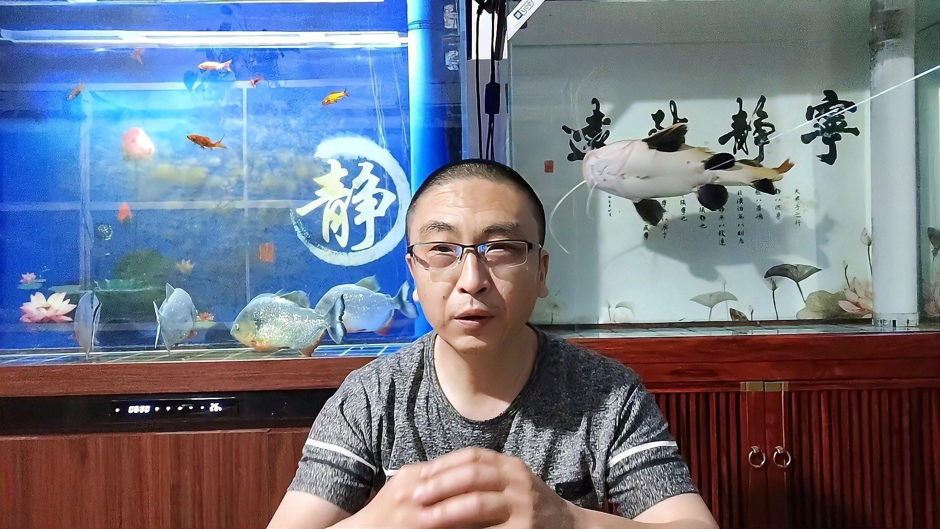 如何預防銀龍魚爛尾爛鰭？ 如何預防銀龍魚爛尾爛鰭？ 龍魚百科 第5張