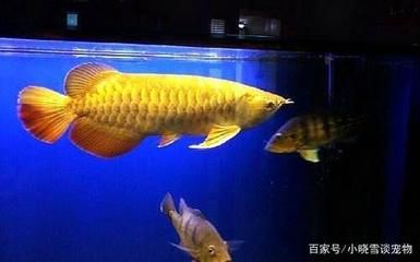 金龍魚擺在家里有什么講究 金龍魚擺在家里有什么講究 龍魚百科 第5張