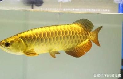 金龍魚擺在家里有什么講究 金龍魚擺在家里有什么講究 龍魚百科 第1張