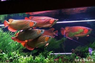 龍魚長期不吃食：龍魚長期不吃食可能是由多種原因引起的