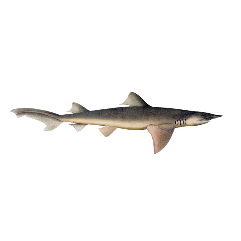 寬嘴鯊魚叫什么名字