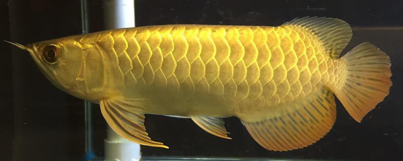 金龍魚成年后還會發(fā)色嗎？