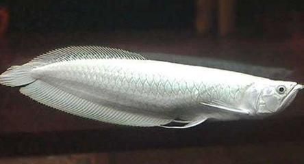 龍魚芯片號是否可以更改（龍魚芯片號可以更改嗎？）