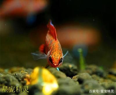 龍魚觀賞價值高嗎知乎：龍魚觀賞價值高嗎