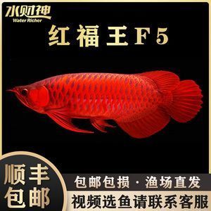 賽級龍魚是什么意思：賽級龍魚是一種在中國文化中具有高品質和高品質和高品質的金龍魚
