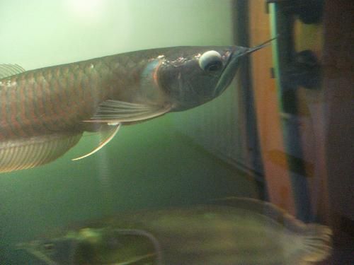 養金龍魚怎么防止掉眼睛：如何預防金龍魚掉眼