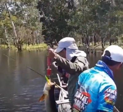 金龍魚和紅龍魚哪個(gè)好釣：金龍魚和紅龍魚哪個(gè)好釣?zāi)兀? title=