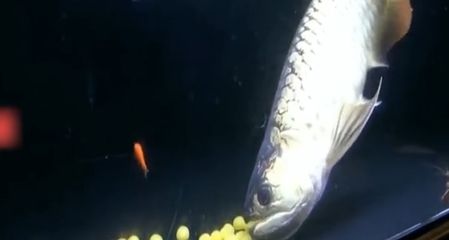 金龍魚和紅龍魚哪個(gè)好釣：金龍魚和紅龍魚哪個(gè)好釣?zāi)兀? title=