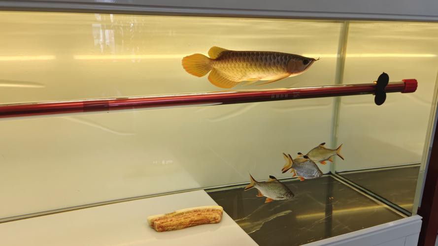 小夜燈怎么放防止龍魚掉眼