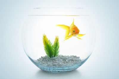 龍魚龍魚養(yǎng)幾條旺財（龍魚養(yǎng)殖風(fēng)水禁忌） 龍魚龍魚養(yǎng)幾條旺財（龍魚養(yǎng)殖風(fēng)水禁忌） 龍魚百科 第4張
