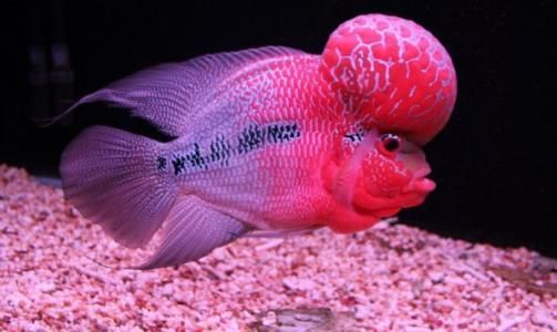 龍魚龍魚養(yǎng)幾條旺財（龍魚養(yǎng)殖風(fēng)水禁忌） 龍魚龍魚養(yǎng)幾條旺財（龍魚養(yǎng)殖風(fēng)水禁忌） 龍魚百科 第2張
