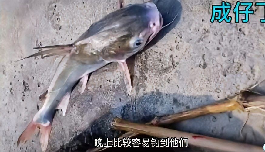 金鼓魚煮熟了還有毒嗎