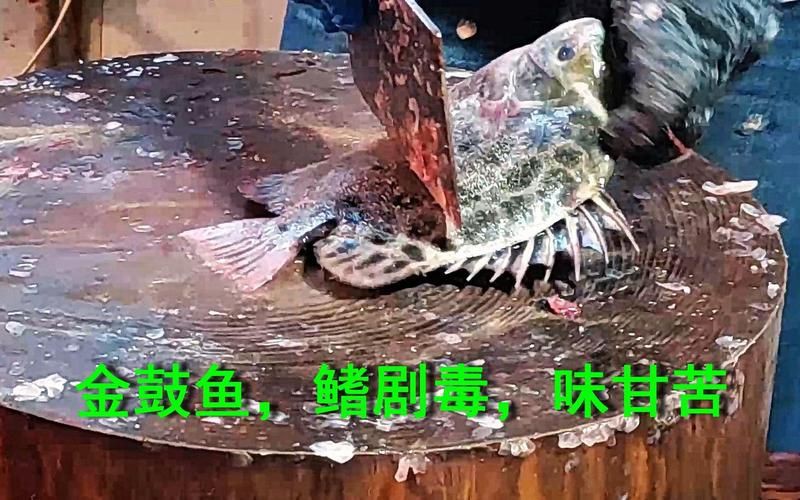 金鼓魚煮熟了還有毒嗎