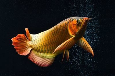 知名龍魚品牌排行榜前十名有哪些：知名龍魚品牌排行榜前十名