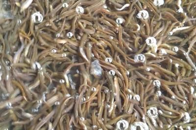 金龍魚喂泥鰍：喂食金龍魚泥鰍之前需要對泥鰍進行適當的處理