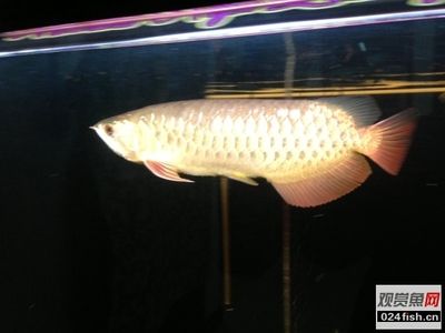 高背金龍魚(yú)亮幾排鱗：關(guān)于高背金龍魚(yú)亮起鱗片的具體信息 高背金龍魚(yú)亮幾排鱗：關(guān)于高背金龍魚(yú)亮起鱗片的具體信息 龍魚(yú)百科