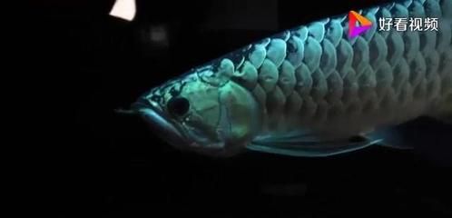 龍魚不愛游動不吃食什么原因造成的怎么辦：龍魚不愛游動不吃食什么原因造成的 龍魚不愛游動不吃食什么原因造成的怎么辦：龍魚不愛游動不吃食什么原因造成的 龍魚百科 第3張