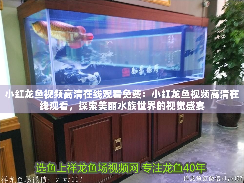 小紅龍魚視頻高清在線觀看免費：小紅龍魚視頻高清在線觀看，探索美麗水族世界的視覺盛宴