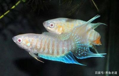 小紅龍魚(yú)視頻高清在線觀看免費(fèi)：小紅龍魚(yú)視頻高清在線觀看，探索美麗水族世界的視覺(jué)盛宴 小紅龍魚(yú)視頻高清在線觀看免費(fèi)：小紅龍魚(yú)視頻高清在線觀看，探索美麗水族世界的視覺(jué)盛宴 龍魚(yú)百科 第2張