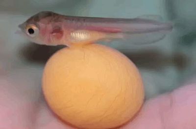 小龍魚喂食量是多少：小龍魚的喂食量應該根據它們的喂食頻率來決定喂食量 小龍魚喂食量是多少：小龍魚的喂食量應該根據它們的喂食頻率來決定喂食量 龍魚百科 第1張