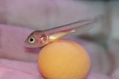 小龍魚喂食量是多少：小龍魚的喂食量應該根據它們的喂食頻率來決定喂食量 小龍魚喂食量是多少：小龍魚的喂食量應該根據它們的喂食頻率來決定喂食量 龍魚百科 第3張