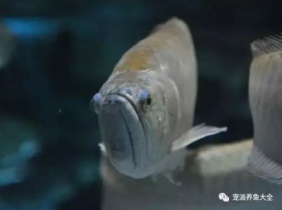 龍魚溫度多少最佳喂食時間：龍魚最佳喂食時間和溫度為25-27攝氏度 龍魚溫度多少最佳喂食時間：龍魚最佳喂食時間和溫度為25-27攝氏度 龍魚百科 第4張