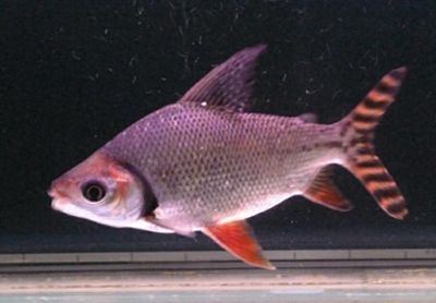 龍魚溫度多少最佳喂食時間：龍魚最佳喂食時間和溫度為25-27攝氏度 龍魚溫度多少最佳喂食時間：龍魚最佳喂食時間和溫度為25-27攝氏度 龍魚百科 第5張