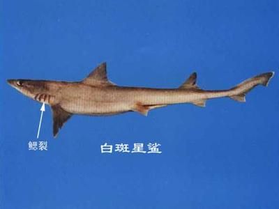 龍魚嘴巴裂了（龍魚嘴巴裂了,龍魚嘴巴裂開可能是因為撞缸或受到外傷導致的）
