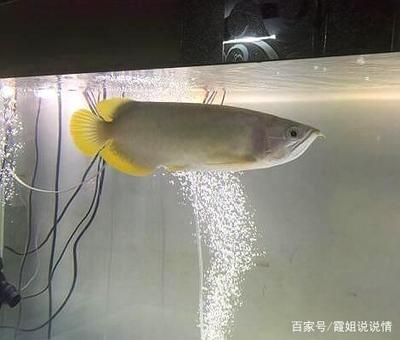 龍魚嘴巴裂了（龍魚嘴巴裂了,龍魚嘴巴裂開可能是因為撞缸或受到外傷導致的）