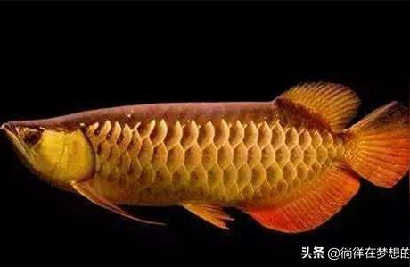 金龍魚生產廠家是哪里