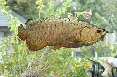 20厘米的龍魚需要多大缸養(yǎng)（20厘米的龍魚需要多大魚缸？） 20厘米的龍魚需要多大缸養(yǎng)（20厘米的龍魚需要多大魚缸？） 龍魚百科 第2張