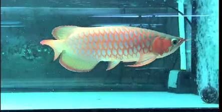 20厘米的龍魚需要多大缸養(yǎng)（20厘米的龍魚需要多大魚缸？） 20厘米的龍魚需要多大缸養(yǎng)（20厘米的龍魚需要多大魚缸？） 龍魚百科 第3張