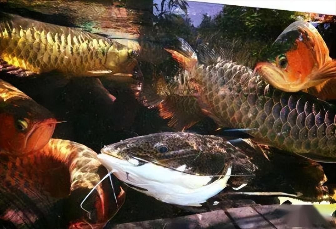 龍魚怎么爬背快：如何判斷龍魚營養是否充足,龍魚爬背后如何曬太陽