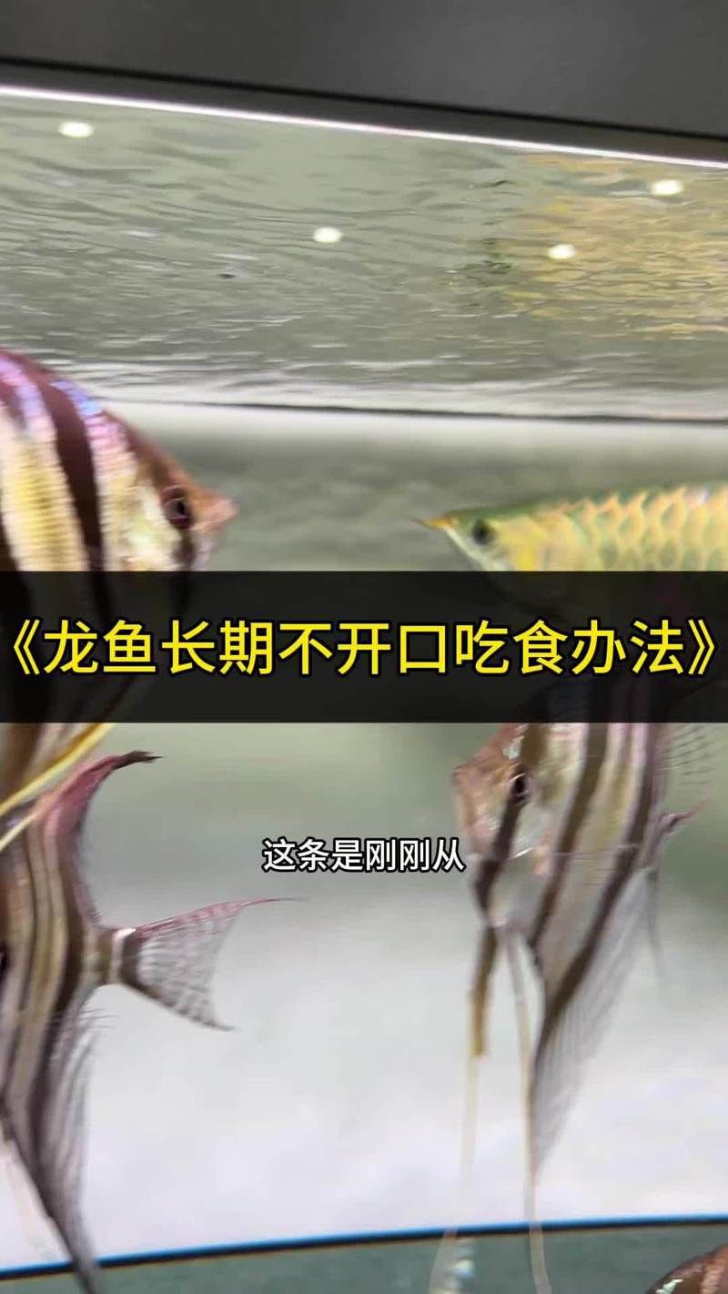 龍魚一周不開口正常嗎