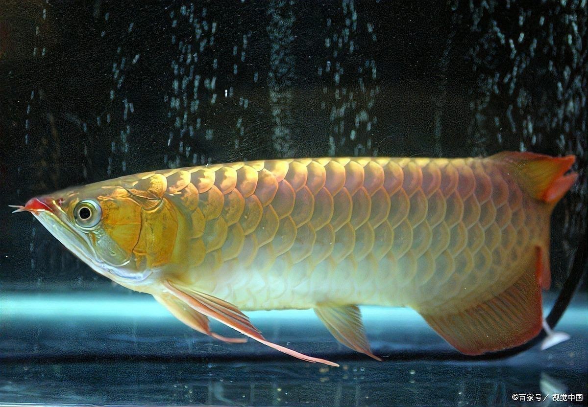 龍魚暗示啥意思 龍魚暗示啥意思 龍魚百科 第2張