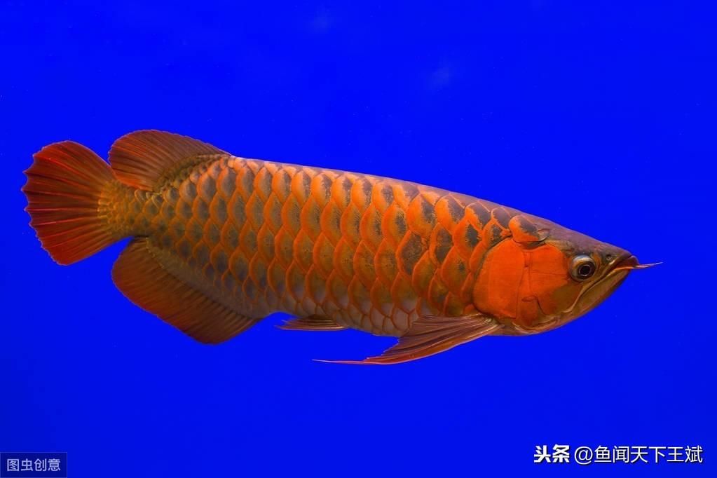 龍魚突然不吃食是什么原因：龍魚突然不吃食是什么原因呢？