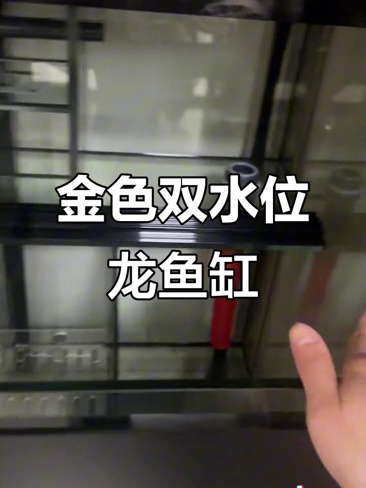 金龍魚需要哪些特定的魚缸設備？