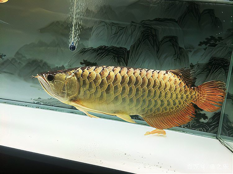 過背金龍魚發色階段圖解視頻