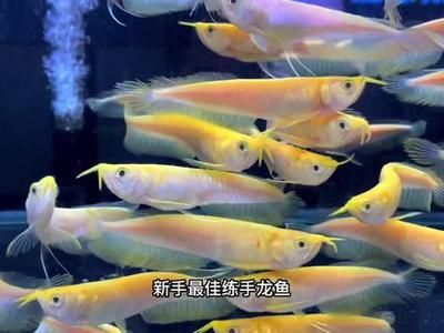 黃化白子龍魚：關于黃化白子龍魚的一些詳細信息