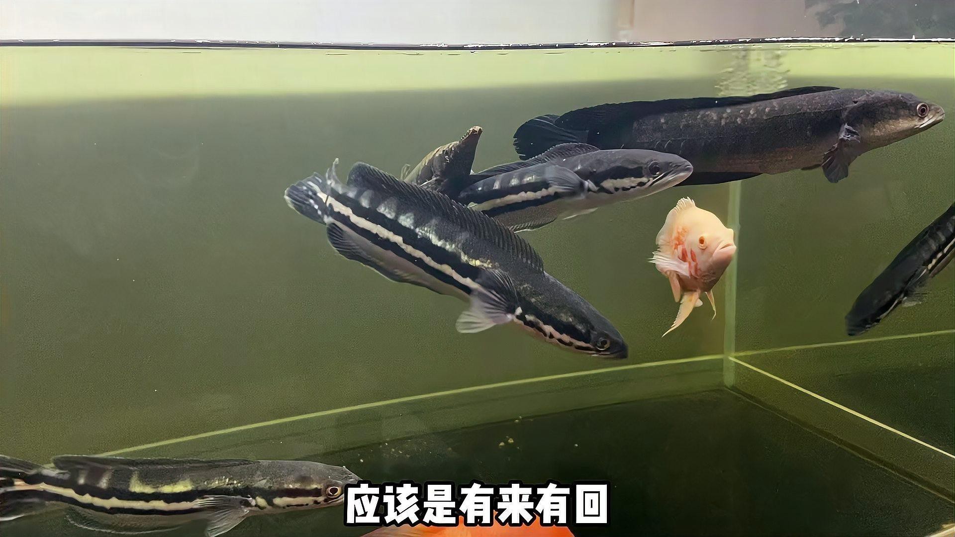 最大的雷龍魚是哪一種品種圖片 最大的雷龍魚是哪一種品種圖片 龍魚百科 第25張