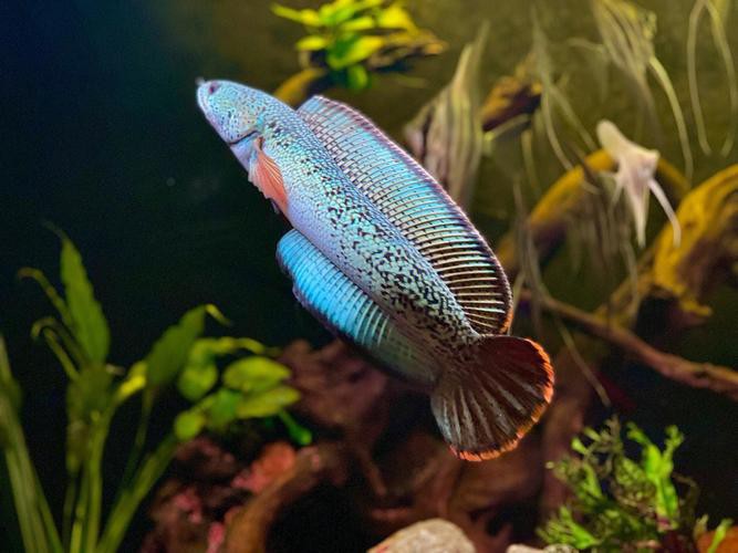 最大的雷龍魚是哪一種品種圖片 最大的雷龍魚是哪一種品種圖片 龍魚百科 第11張