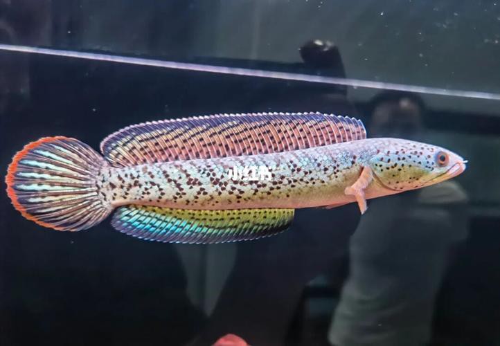 最大的雷龍魚是哪一種品種圖片 最大的雷龍魚是哪一種品種圖片 龍魚百科 第13張