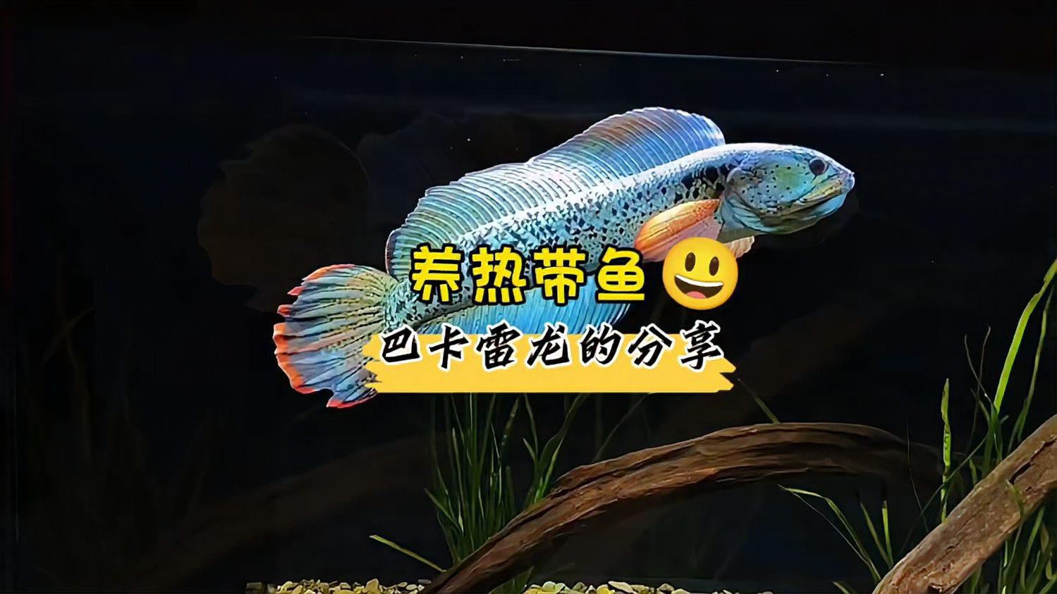 最大的雷龍魚是哪一種品種圖片 最大的雷龍魚是哪一種品種圖片 龍魚百科 第19張