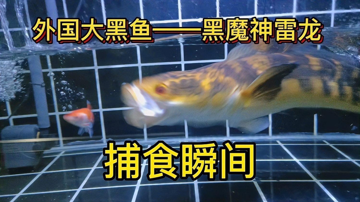 最大的雷龍魚是哪一種品種圖片 最大的雷龍魚是哪一種品種圖片 龍魚百科 第26張