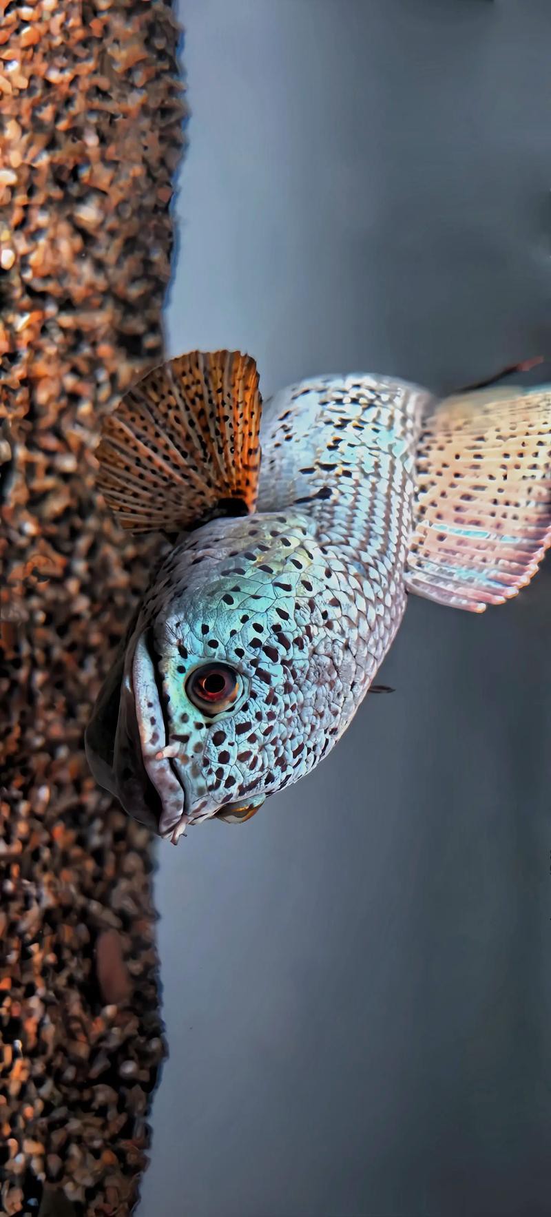 最大的雷龍魚是哪一種品種圖片 最大的雷龍魚是哪一種品種圖片 龍魚百科 第12張