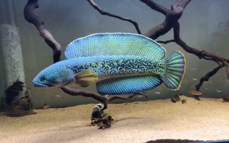 最大的雷龍魚是哪一種品種圖片 最大的雷龍魚是哪一種品種圖片 龍魚百科 第16張