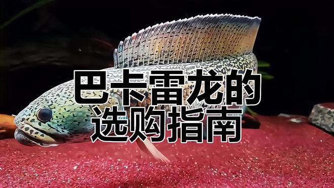 最大的雷龍魚是哪一種品種圖片 最大的雷龍魚是哪一種品種圖片 龍魚百科 第21張