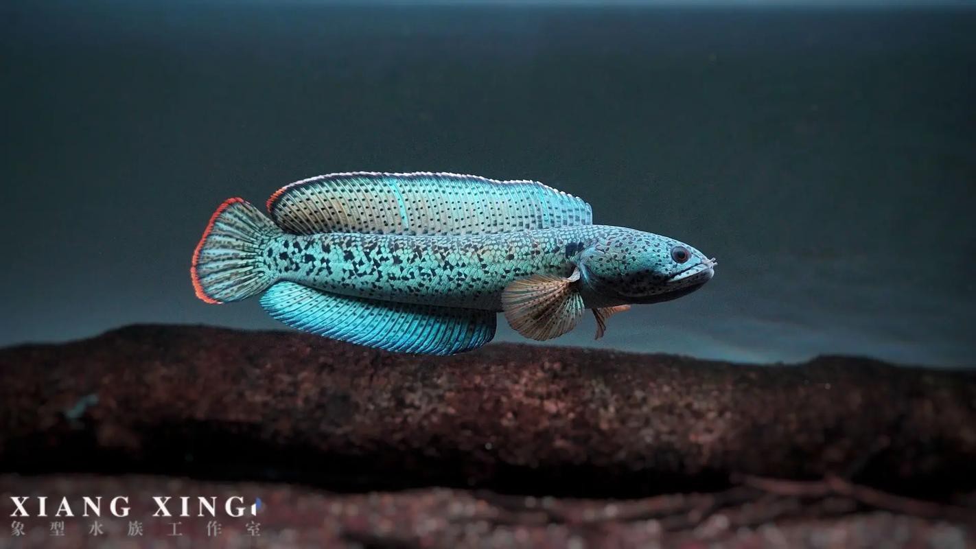 最大的雷龍魚是哪一種品種圖片 最大的雷龍魚是哪一種品種圖片 龍魚百科 第1張