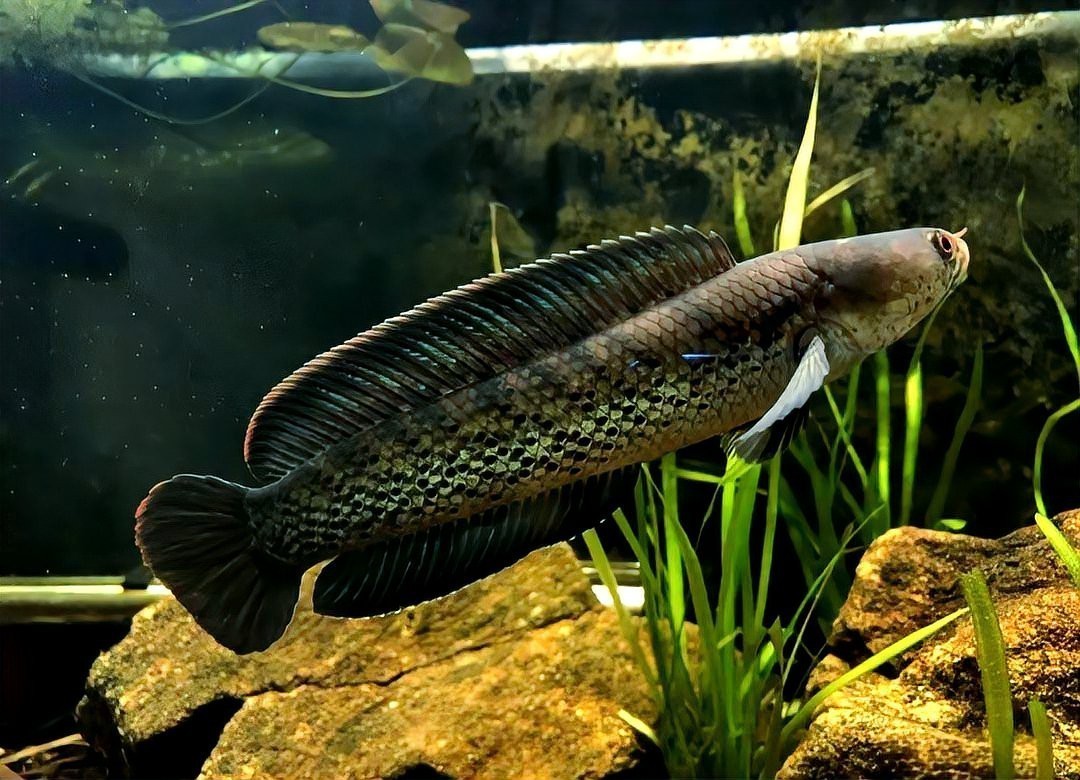 最大的雷龍魚是哪一種品種圖片 最大的雷龍魚是哪一種品種圖片 龍魚百科 第23張