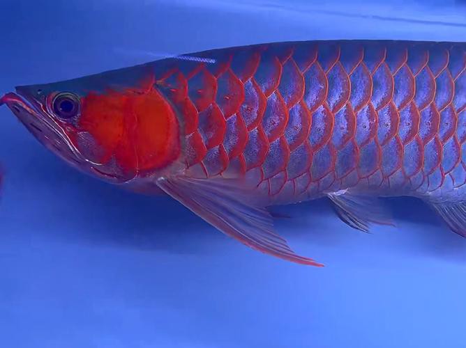 體型最大的龍魚(yú)品種圖片及價(jià)格